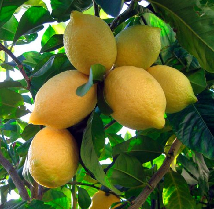 Lisbon Lemon - Citrus limon 'Lisbon' from Whitfill Nursery