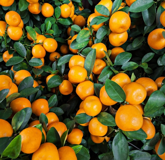 Fremont Mandarin - Citrus reticulata 'Fremont' from Whitfill Nursery