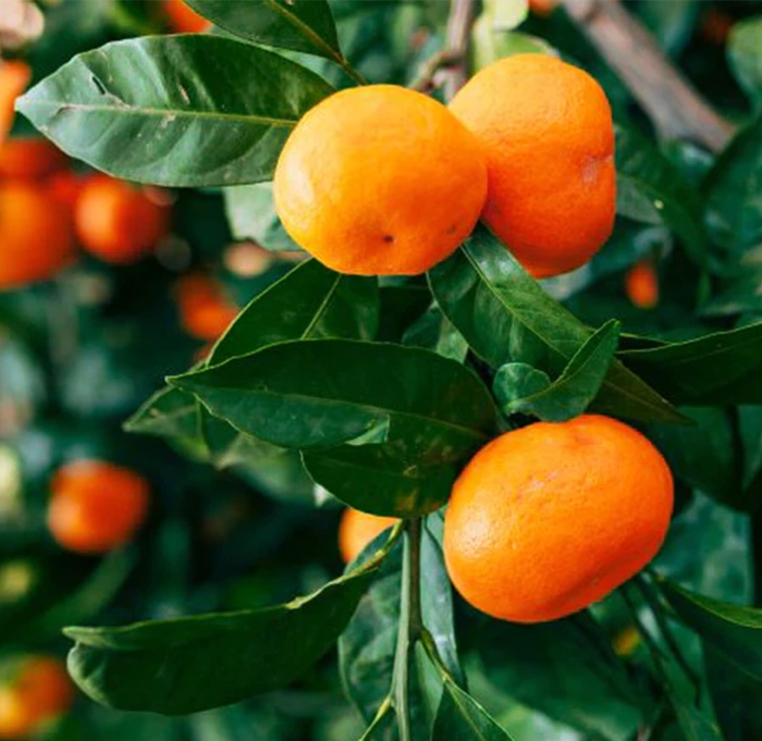 Tango Mandarin - Citrus reticulata 'Tango' from Whitfill Nursery