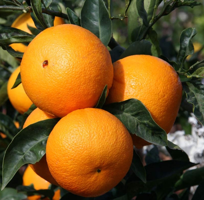 Cara Cara Orange - Citrus sinensis 'Cara Cara' from Whitfill Nursery