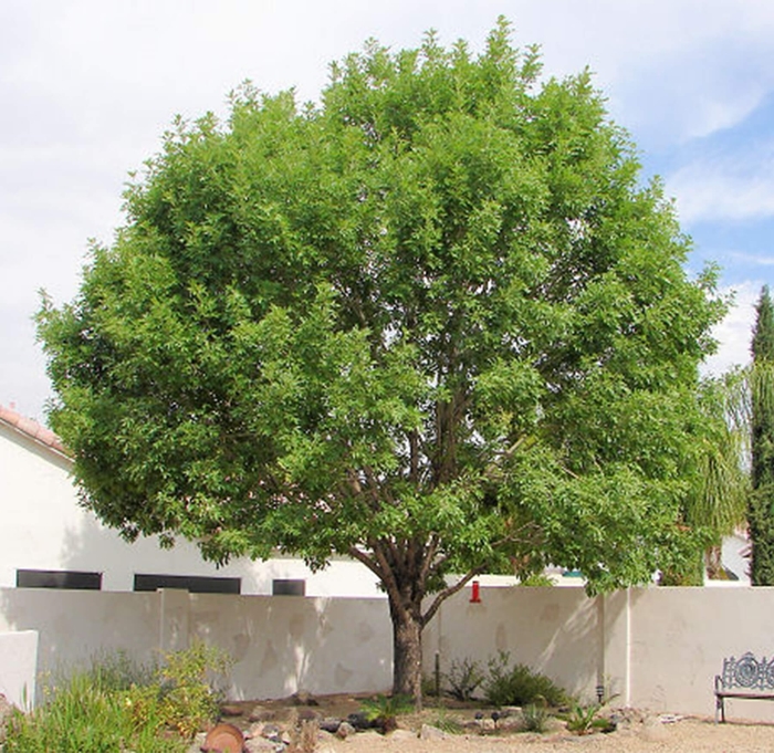 Majestic Beauty Ash - Fraxinus uhdei 'Majestic' from Whitfill Nursery