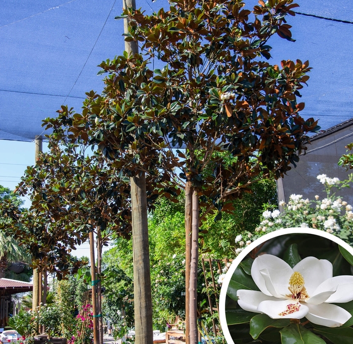 Magnolia D.D. Blanchard - Magnolia grandiflora 'D.D. Blanchard' from Whitfill Nursery