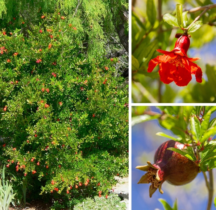 Pomegranate - Puncia granatum from Whitfill Nursery