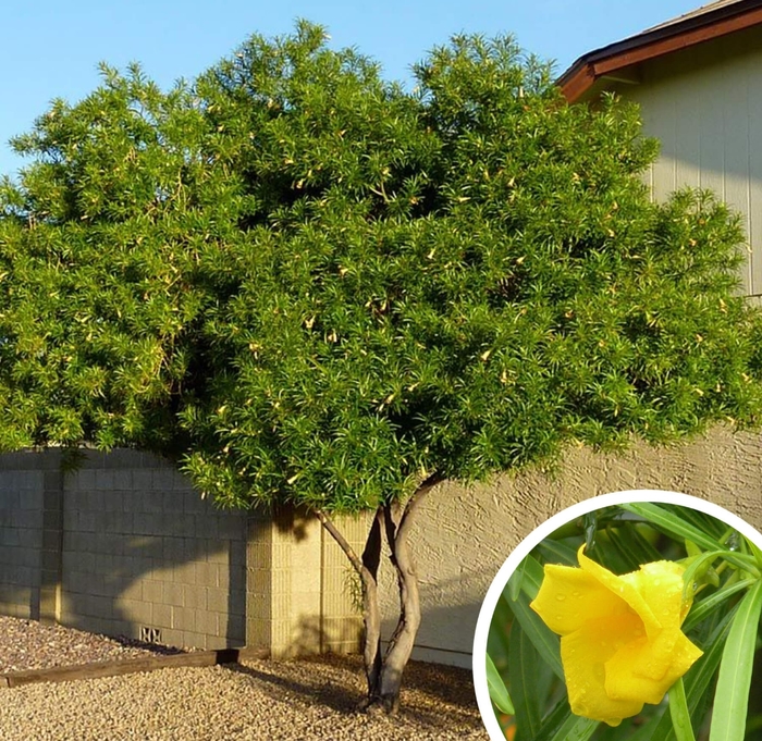 Yellow Oleander - Thevetia peruviana from Whitfill Nursery