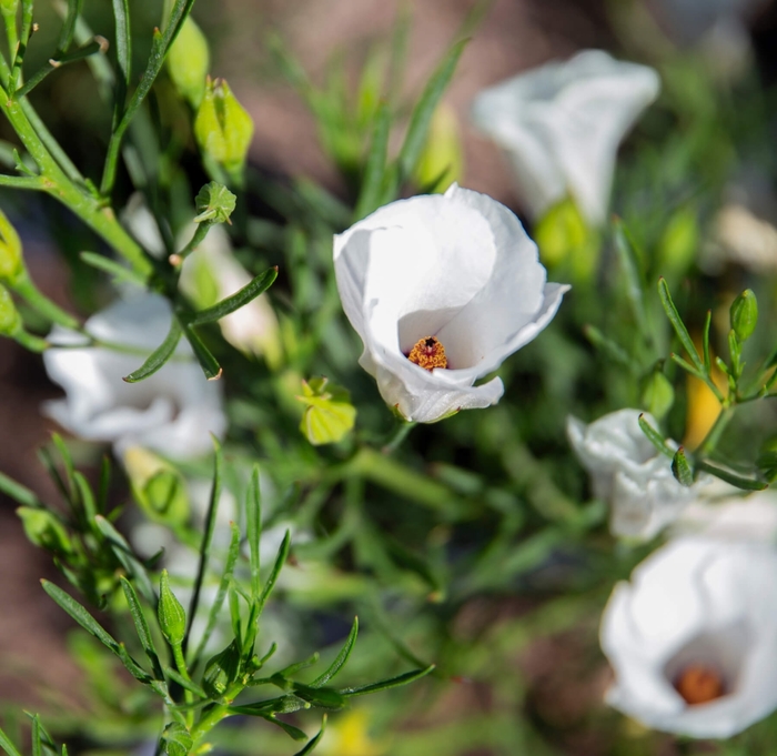 Red Centered Hibiscus - Alyogyne hakeifolia from Whitfill Nursery