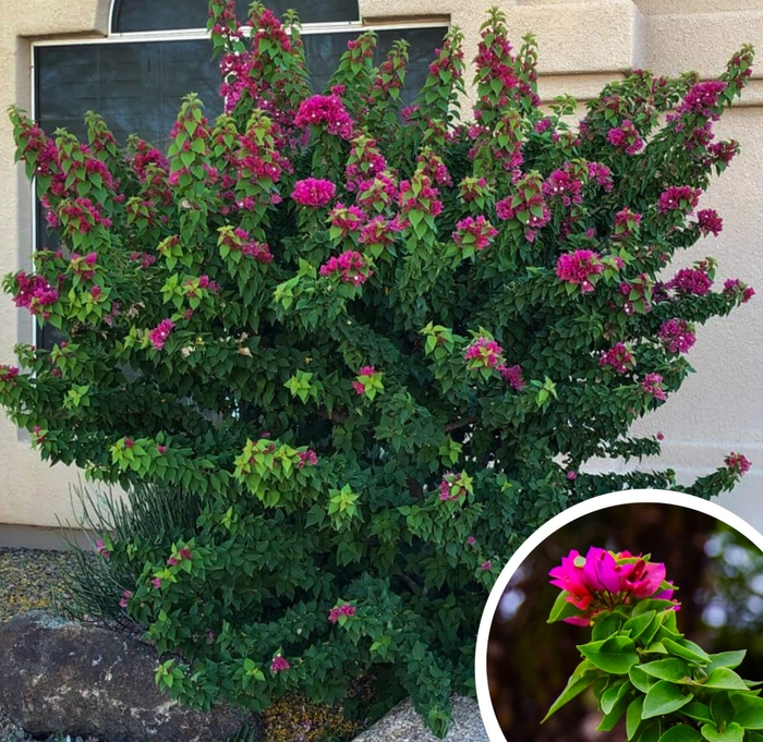 Torch Glow Bougainvillea - Bougainvillea 'Torch Glow' from Whitfill Nursery