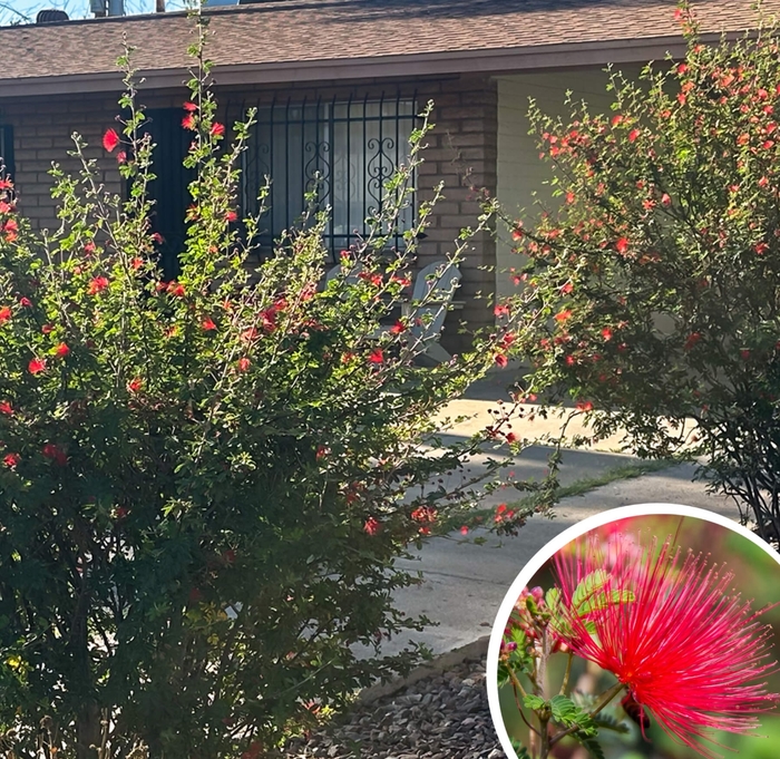Baja Fairy Duster - Calliandra californica from Whitfill Nursery