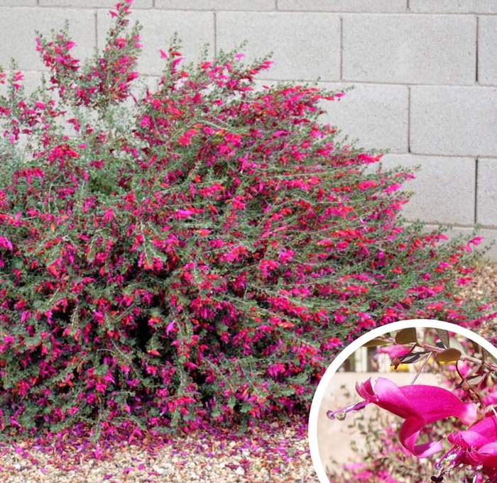 Valentine Red Emu Bush - Eremophila maculata 'Valentine' from Whitfill Nursery