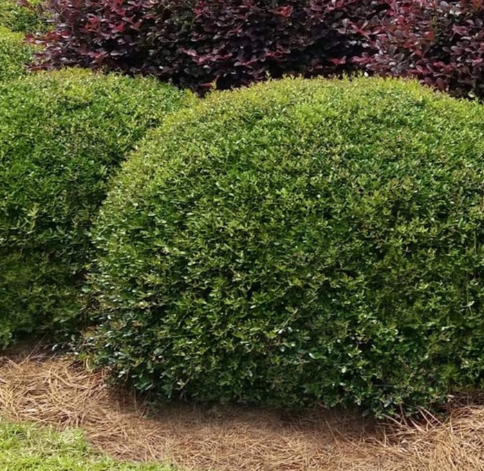 Stokes Dwarf Yaupon Holly - Ilex vomitoria 'Stokes Dwarf' from Whitfill Nursery