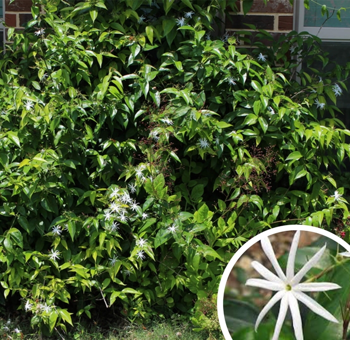 Angelwing Jasmine - Jasminum nitidum from Whitfill Nursery