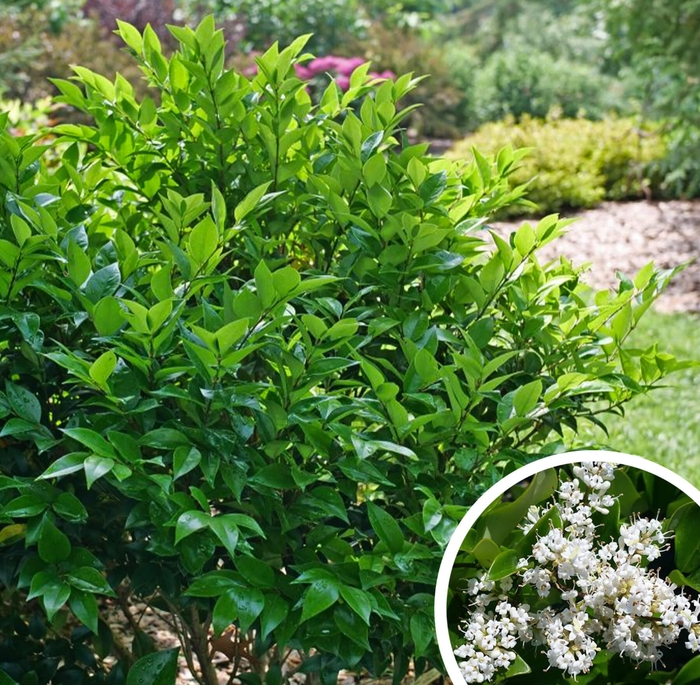 Japanese Privet - Ligustrum japonicum from Whitfill Nursery