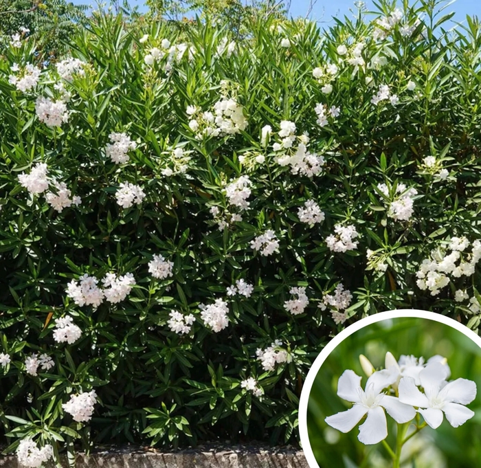 Oleander - Nerium oleander from Whitfill Nursery