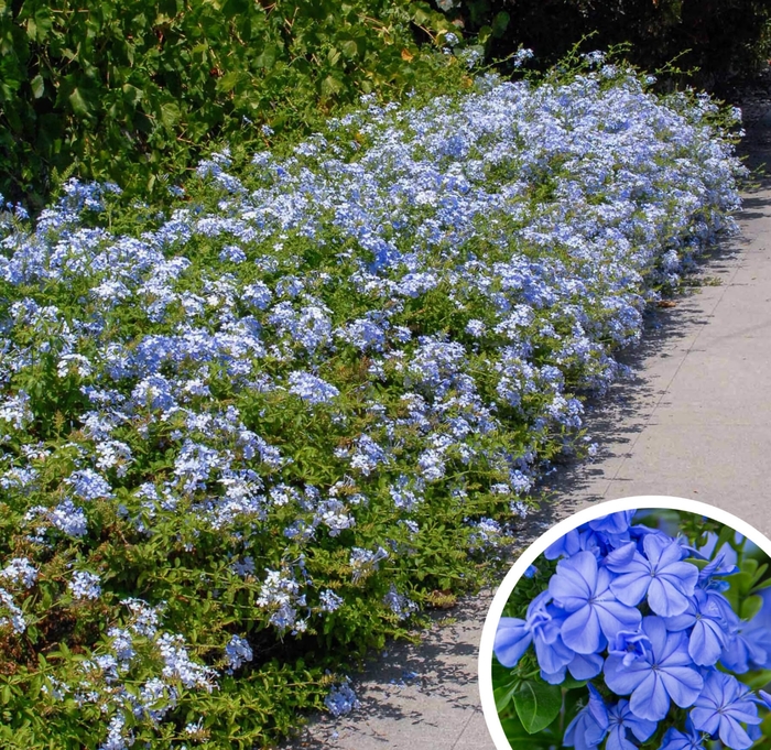 Blue (Cape) Plumbago - Plumbago auriculata from Whitfill Nursery