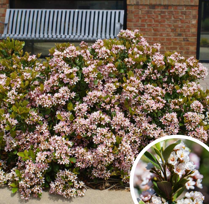 Indian Hawthorne - Rhaphiolepis indica from Whitfill Nursery