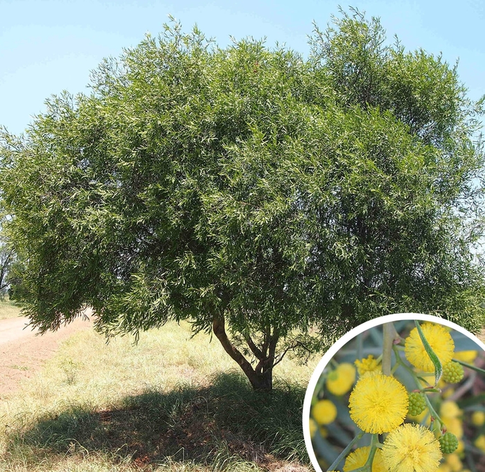 Willow Acacia (Blue-Leaf Wattle) - Acacia salicina from Whitfill Nursery
