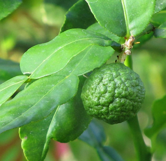 Kieffer (Kaffir) Lime - Citrus hystrix from Whitfill Nursery