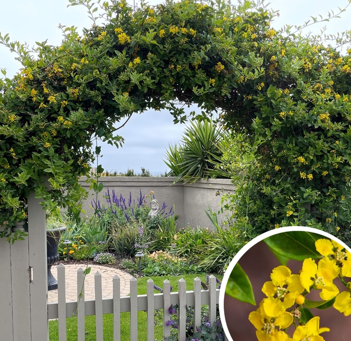 Yellow Orchid (Butterfly Vine) - Callaeum macropterum from Whitfill Nursery
