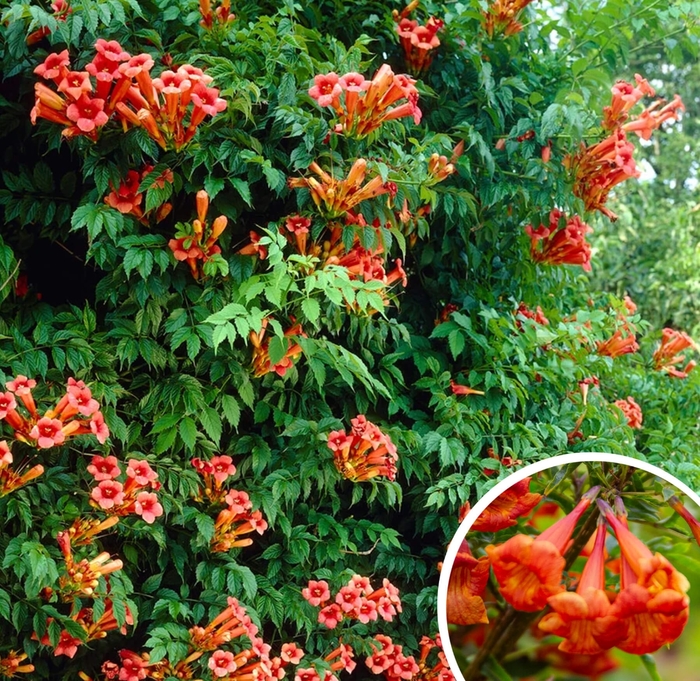 Trumpet Creeper - Campsis radicans from Whitfill Nursery