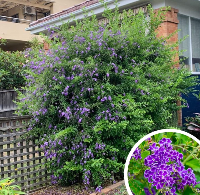 Sky Flower (Golden Dewdrops) - Duranta erecta from Whitfill Nursery