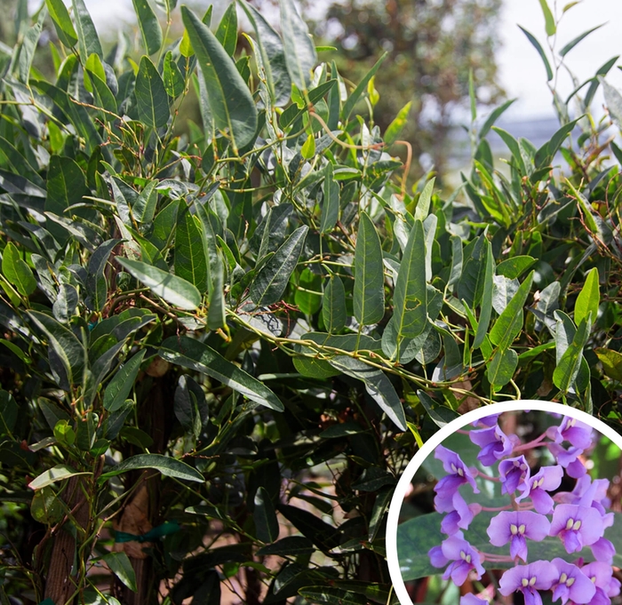 Lilac Vine (Hardenbergia) - Hardenbergia violacea from Whitfill Nursery