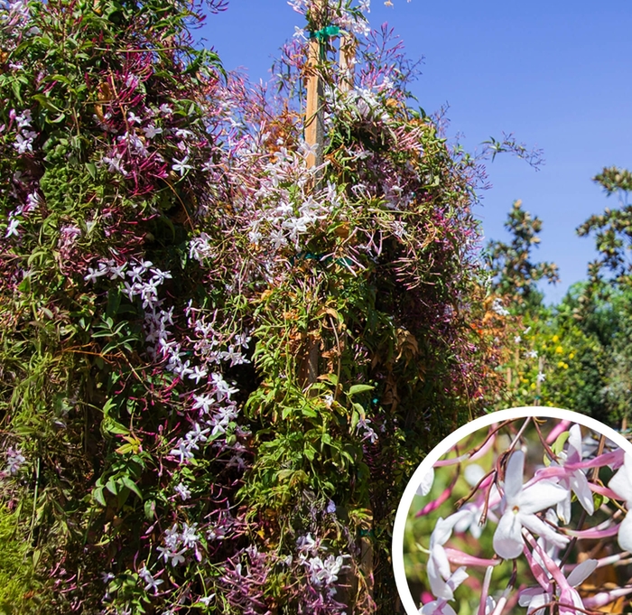 Pink Jasmine - Jasminium polyanthum from Whitfill Nursery