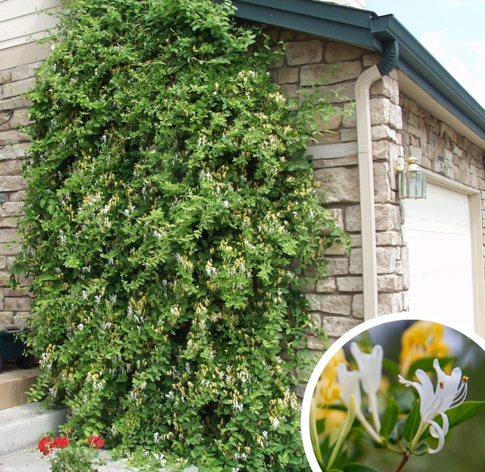 Hall's Honeysuckle - Lonicera japonica from Whitfill Nursery