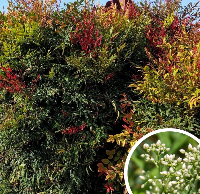 Gulf Stream Heavenly Bamboo - Nandina domestica 'Gulf Stream' from Whitfill Nursery