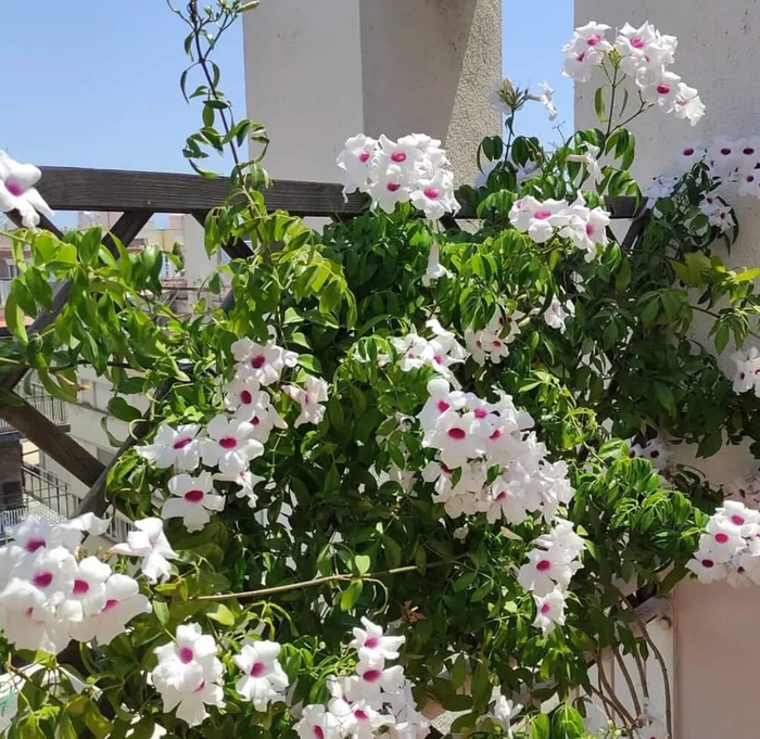 Bower Vine - Pandorea jasminoides from Whitfill Nursery