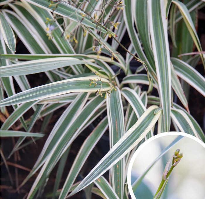 Variegated Flax Lily - Dianella tasmanica from Whitfill Nursery