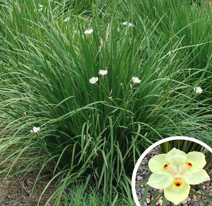 Bicolor Iris - Dietes bicolor from Whitfill Nursery