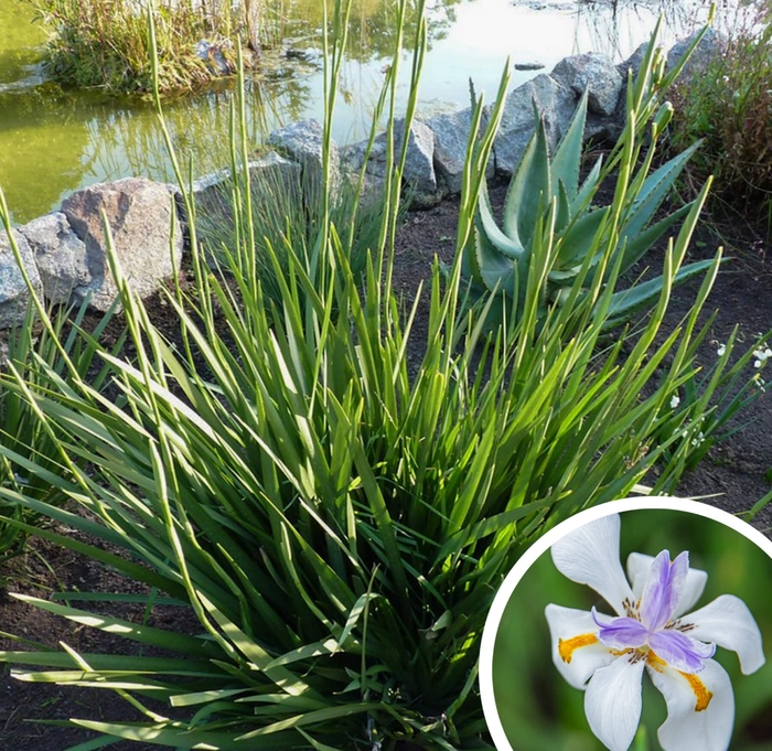 Fortnight Lily (Morea Iris) - Dietes iridioides from Whitfill Nursery