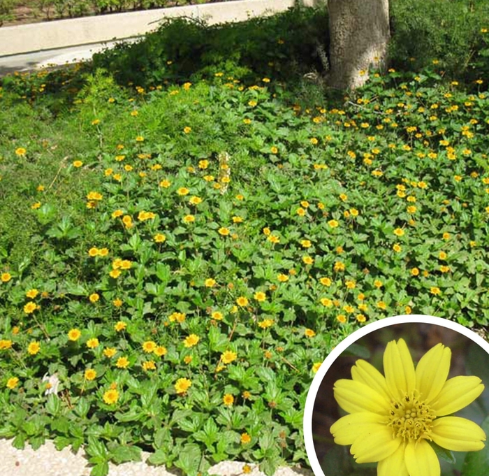 Yellow Dot - Sphagneticola trilobata (Wedelia trilobata) from Whitfill Nursery