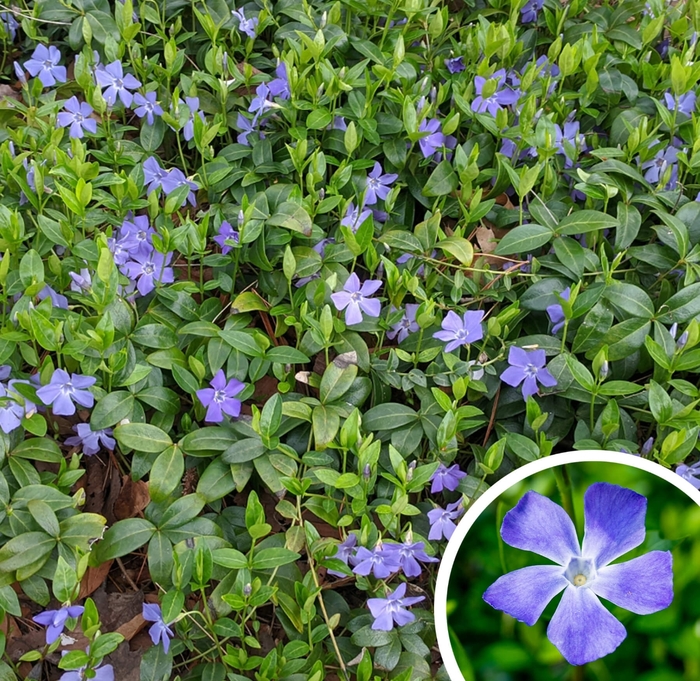 Vinca Vine (Greater Periwinkle) - Vinca major from Whitfill Nursery