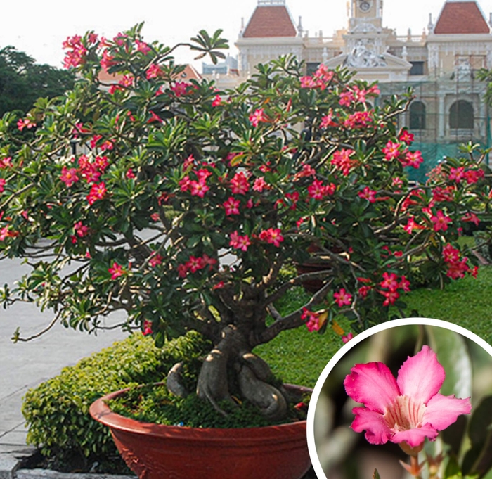 Desert Rose - Adenium obesum from Whitfill Nursery
