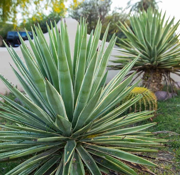 Caribbean Agave - Agave angustifolia from Whitfill Nursery