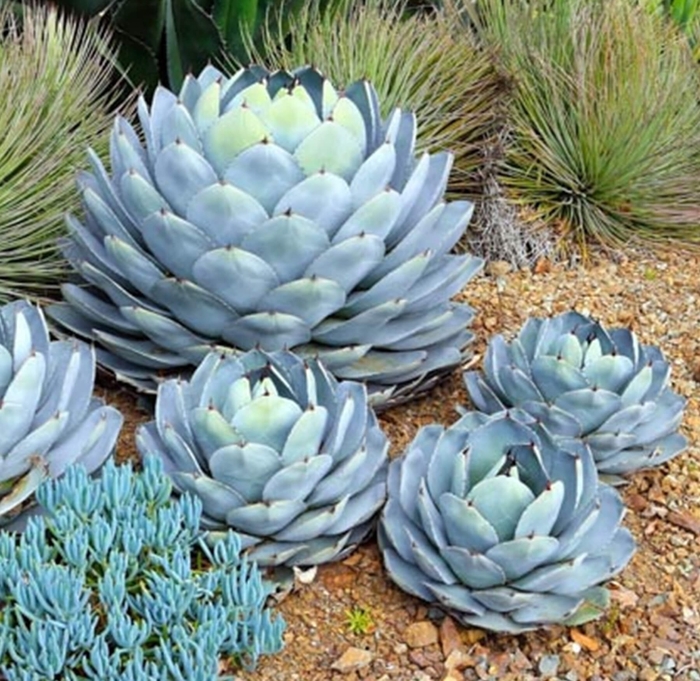 Artichoke Agave - Agave parryi 'truncata' from Whitfill Nursery