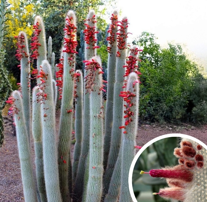 Silver Torch Cactus - Cleistocactus strausii from Whitfill Nursery
