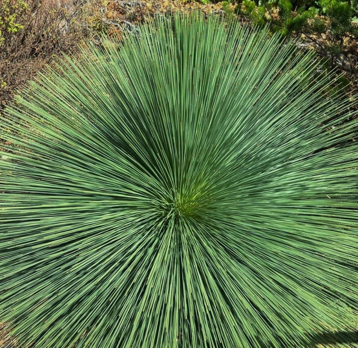 Toothless Sotol - Dasylirion quadrangulatum (longissimum) from Whitfill Nursery