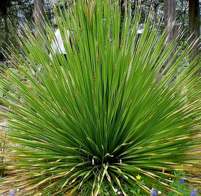 Green Desert Spoon (Texas Sotol) - Dasylirion texanum from Whitfill Nursery