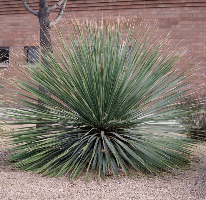 Desert Spoon - Dasylirion wheeleri from Whitfill Nursery