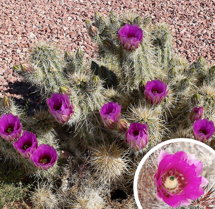 Strawberry Hedgehog - Echinocereus engelmannii from Whitfill Nursery