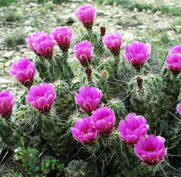 Hedgehog Cactus - Echinocereus from Whitfill Nursery