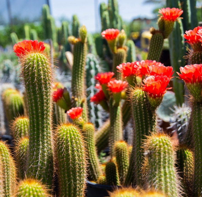 Red Torch Cactus - Echinopsis huascha 'grandiflora' from Whitfill Nursery