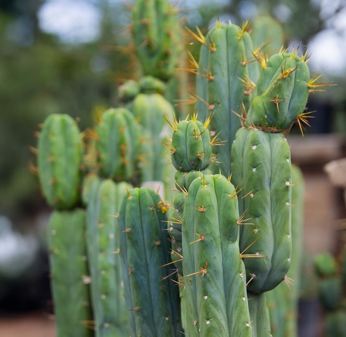 San Pedro Cactus - Echinopsis pachanoi from Whitfill Nursery