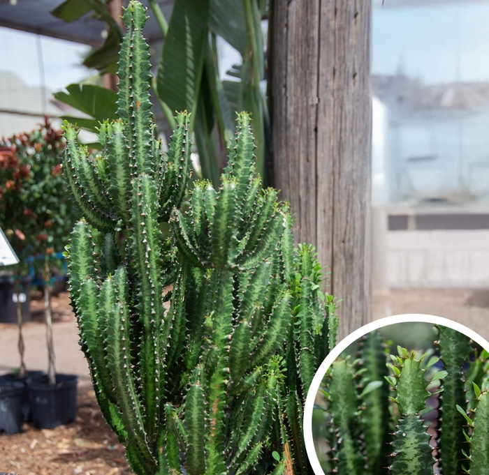 African Candelabra - Euphorbia 'Ammak Green' from Whitfill Nursery