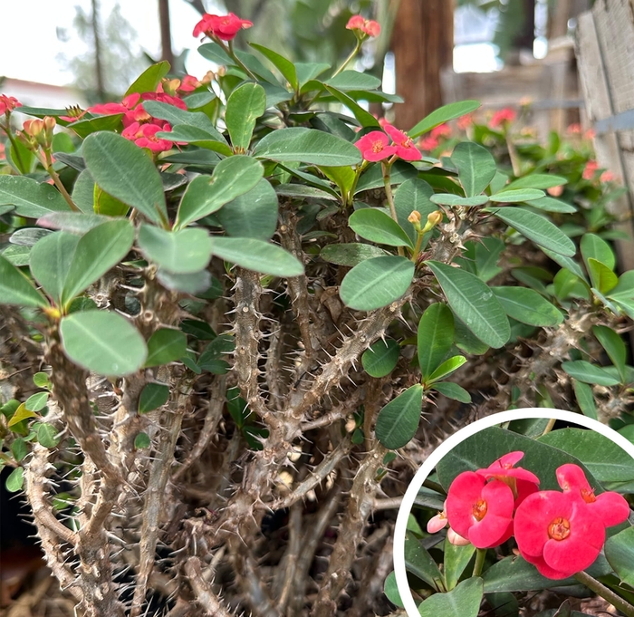 Crown of Thorns - Euphorbia milii from Whitfill Nursery