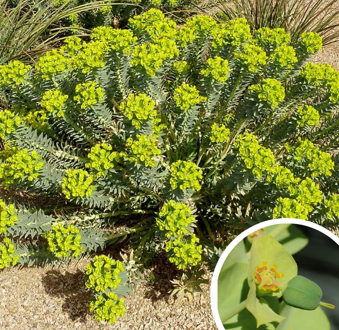 Gopher Plant - Euphorbia rigida from Whitfill Nursery