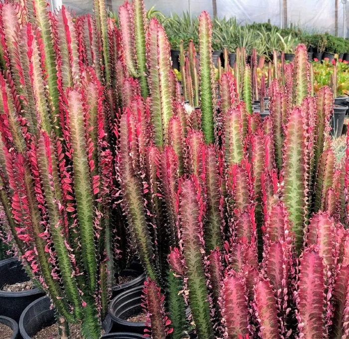 Red Candelabra Cactus - Euphorbia trigona 'rubra' from Whitfill Nursery