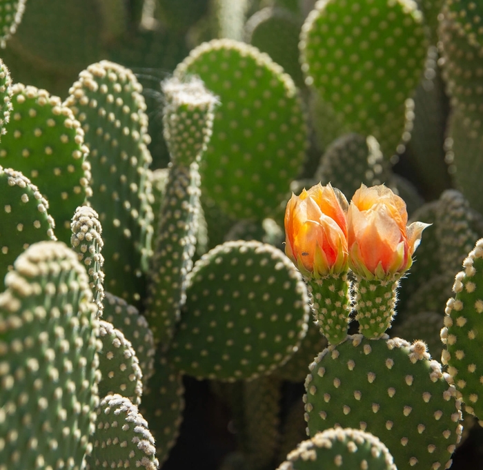 Bunny Ears Cactus - Opuntia microdasys from Whitfill Nursery