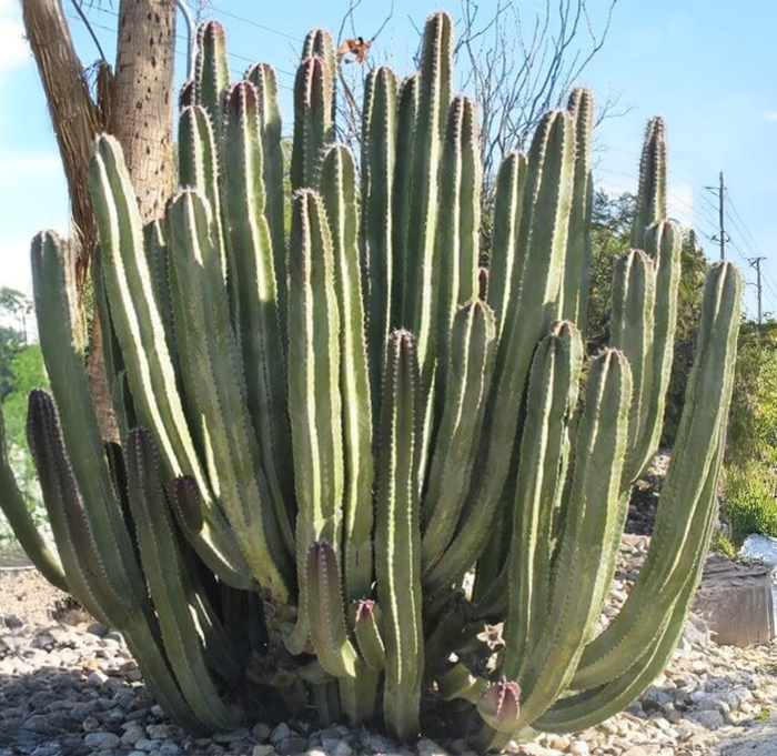 Senita Cactus - Pachycereus schottii from Whitfill Nursery